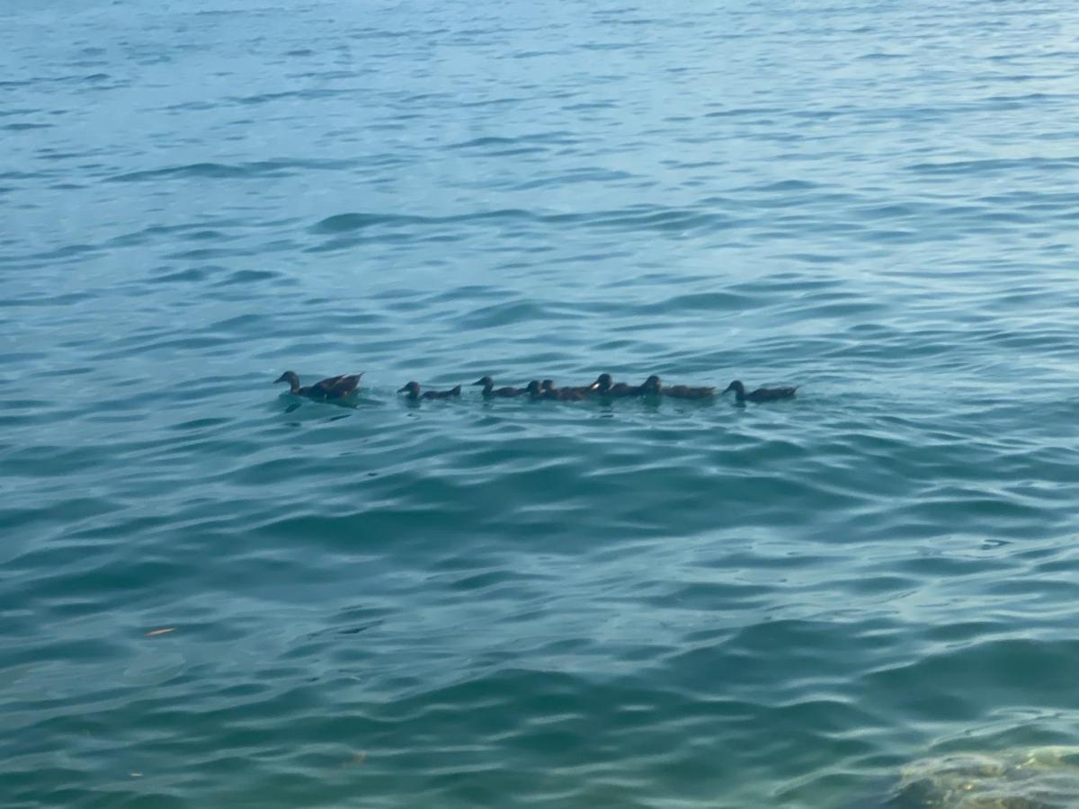 10 Minuti Dal Lago Di Garda E Da Gardaland كاستلْنْيوفو ديل غارد المظهر الخارجي الصورة